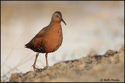 Virginia Rail (Rallus limicola)
