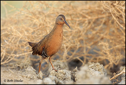 Virginia Rail (Rallus limicola)
