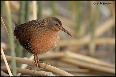 Virginia Rail (Rallus limicola)