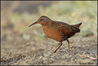 Virginia Rail (Rallus limicola)