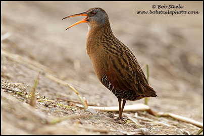 Virginia Rail (Rallus limicola)