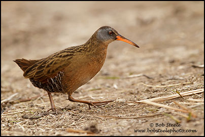 Virginia Rail (Rallus limicola)