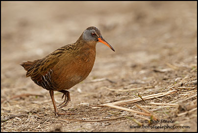 Virginia Rail (Rallus limicola)