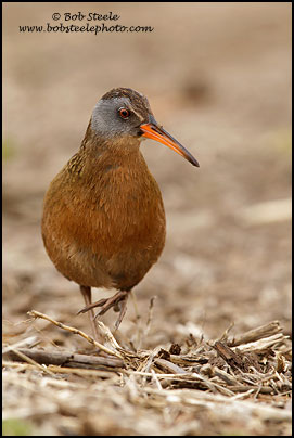Virginia Rail (Rallus limicola)