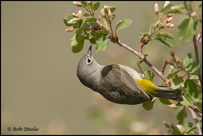Virginia's Warbler (Vermivora virginiae)
