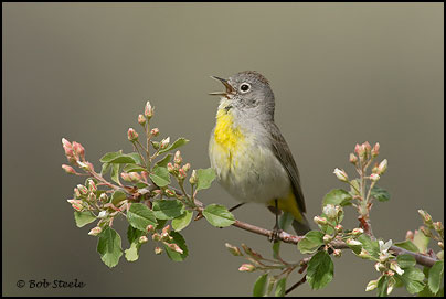 Virginia's Warbler (Vermivora virginiae)