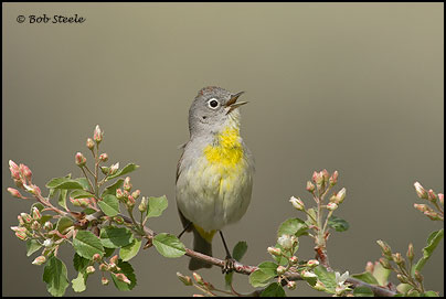 Virginia's Warbler (Vermivora virginiae)