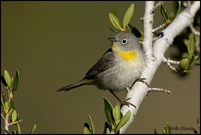 Virginia's Warbler (Vermivora virginiae)