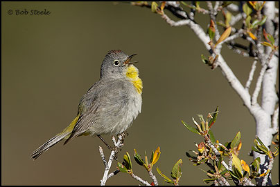 Virginia's Warbler (Vermivora virginiae)