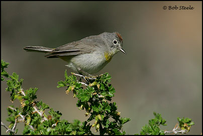 Virginia's Warbler (Vermivora virginiae)