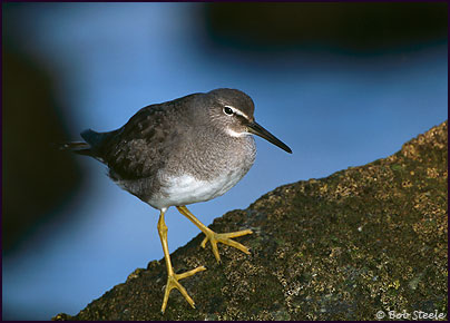 Wandering Tattler (Heteroscelus incanus)