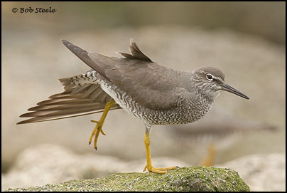 Wandering Tattler (Heteroscelus incanus)