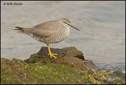 Wandering Tattler (Heteroscelus incanus)