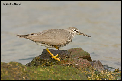 Wandering Tattler (Heteroscelus incanus)