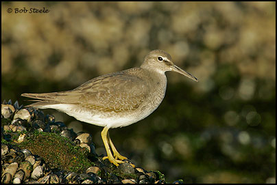 Wandering Tattler (Heteroscelus incanus)