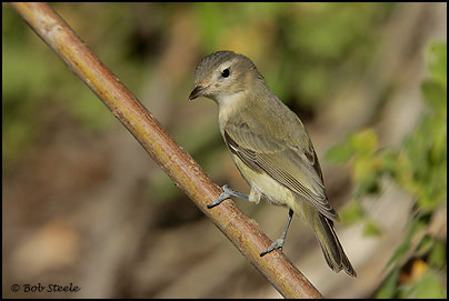 Warbling Vireo (Vireo gilvus)