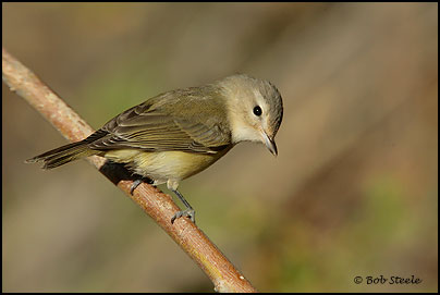 Warbling Vireo (Vireo gilvus)