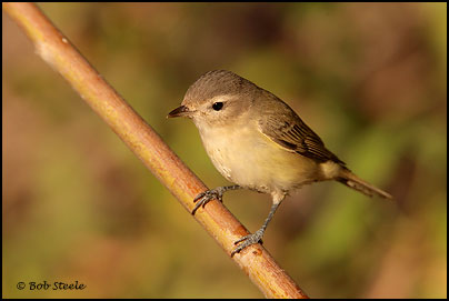 Warbling Vireo (Vireo gilvus)