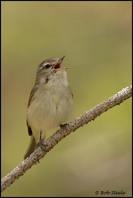Warbling Vireo (Vireo gilvus)