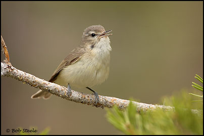 Warbling Vireo (Vireo gilvus)