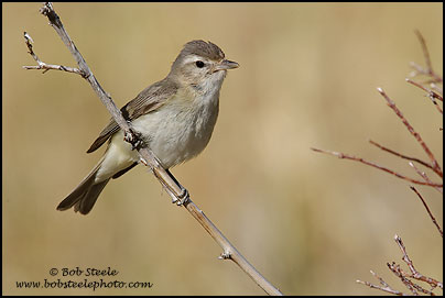 Warbling Vireo (Vireo gilvus)