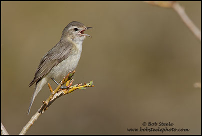 Warbling Vireo (Vireo gilvus)