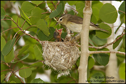 Warbling Vireo with Brown-headed Cowbird chick at nest (Vireo gilvus)