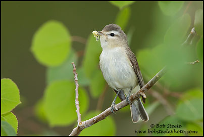 Warbling Vireo (Vireo gilvus)