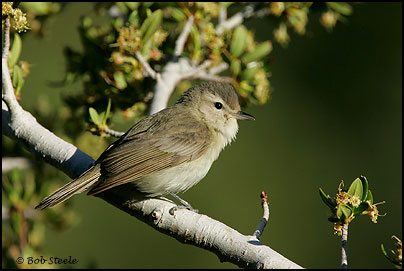 Warbling Vireo (Vireo gilvus)