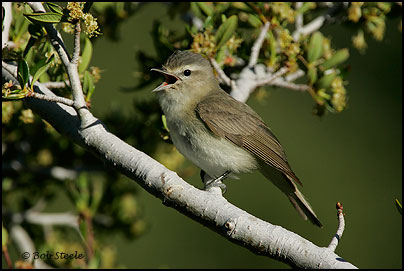 Warbling Vireo (Vireo gilvus)