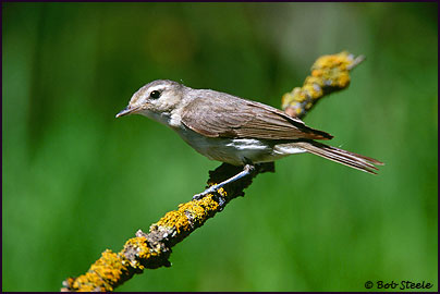 Warbling Vireo (Vireo gilvus)
