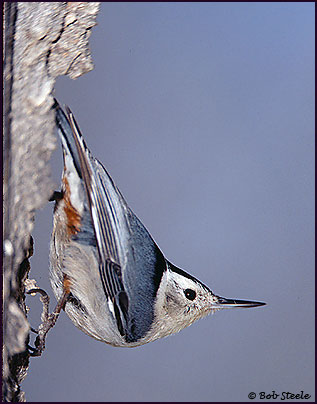 White-breasted Nuthatch (Sitta carolinensis)