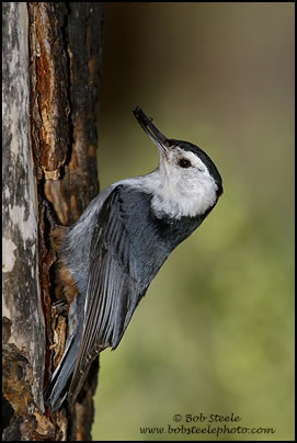 White-breasted Nuthatch (Sitta carolinensis)