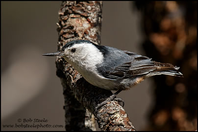White-breasted Nuthatch (Sitta carolinensis)