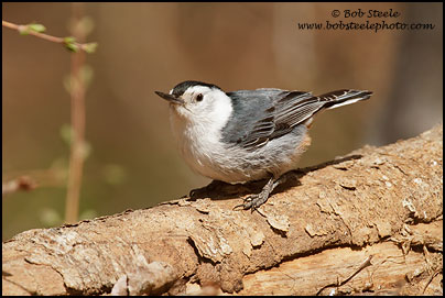 White-breasted Nuthatch (Sitta carolinensis)