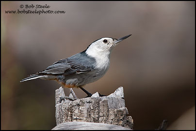 White-breasted Nuthatch (Sitta carolinensis)