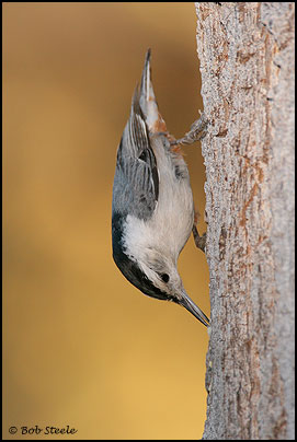 White-breasted Nuthatch (Sitta carolinensis)