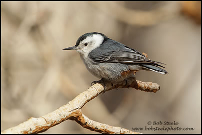 White-breasted Nuthatch (Sitta carolinensis)