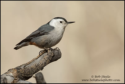White-breasted Nuthatch (Sitta carolinensis)