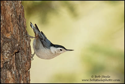 White-breasted Nuthatch (Sitta carolinensis)