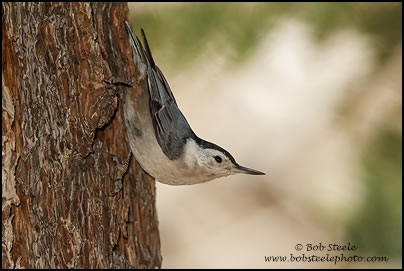 White-breasted Nuthatch (Sitta carolinensis)
