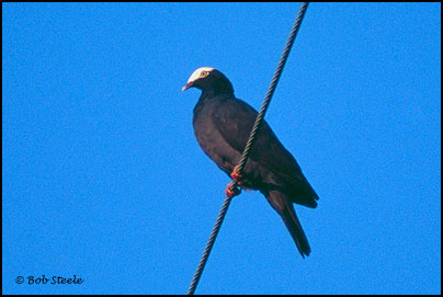 White-crowned Pigeon (Columba leucocephala)