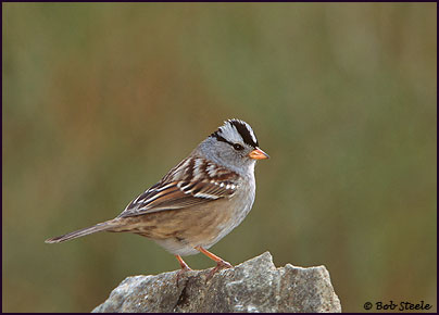 White-crowned Sparrow (Zonotrichia leucophrys)