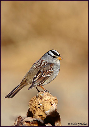White-crowned Sparrow (Zonotrichia leucophrys)
