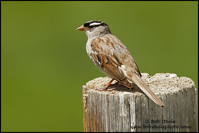 White-crowned Sparrow (Zonotrichia leucophrys)