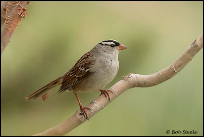 White-crowned Sparrow (Zonotrichia leucophrys)