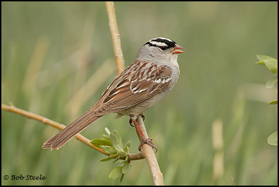White-crowned Sparrow (Zonotrichia leucophrys)