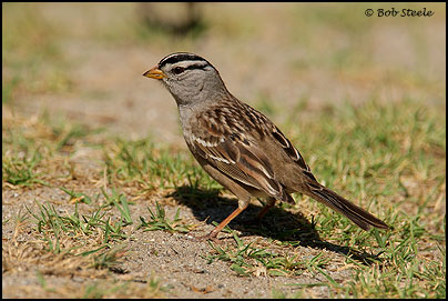 White-crowned Sparrow (Zonotrichia leucophrys)