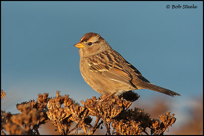 White-crowned Sparrow (Zonotrichia leucophrys)