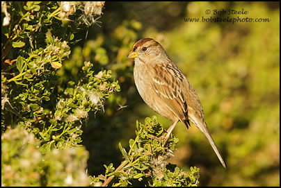 White-crowned Sparrow (Zonotrichia leucophrys)
